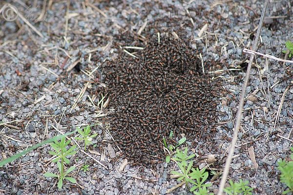 Rote Waldameisen (Formica rufa) am Nesteingang