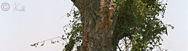 Horde Bärenpaviane (Papio cynocephalus ursinus) sitzt auf einem Baum