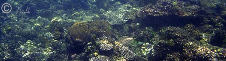Tauchfoto Korallenriff mit Fischen vor dem Jais Aben Resort