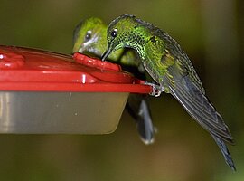 Kolibris sitzen auf einer Zuckerwassertränke, Kolibrigalerie
