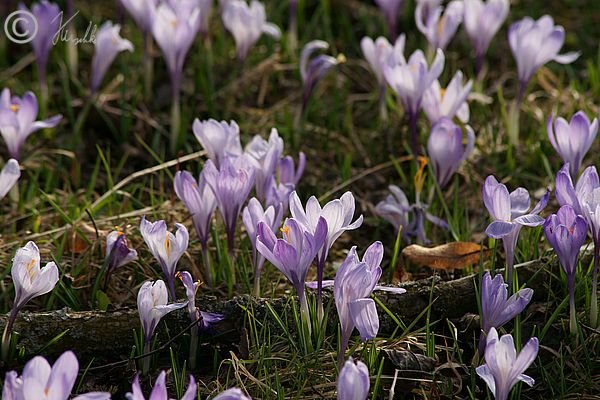 blühender Frühlings-Krokusbestand (Crocus vernus)