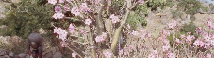 blühende Wüstenrose (Adenium obesum)