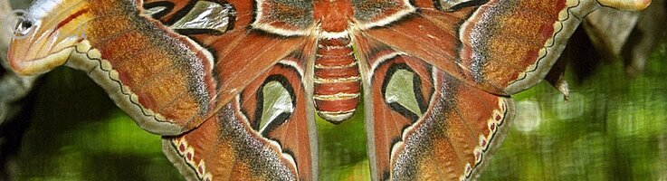 frisch geschlüpfter Atlasspinner (Attacus atlas), Schmetterlingsgarten