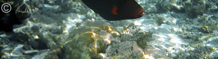 Unterwasserfoto: Drückerfisch schwimmt vor einem Korallenstock