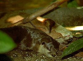 Asiatische Zwergotter (Aonyx cinereus) ruhen auf einer Sandbank