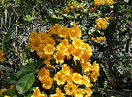 blühender Rhododendron im Cloud Forest Dome