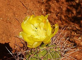 Opuntien-Blüte (Opuntia sulphurea)