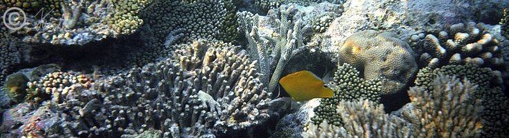 Unterwasserfoto: Korallenriff mit Schmetterlingsfischen                                                                         