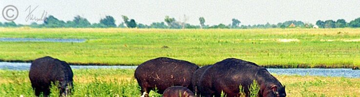 Flußpferde (Hippopotamus amphibius), einschließlich Jungtier, fressen auf der Sumpfwiese