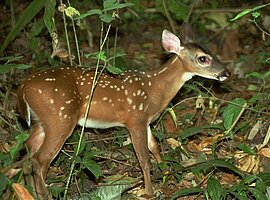 Weißwedelhirschkalb (Odocoileus virginianus)