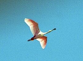 fliegender Rosa-Löffler (Platalea ajaja)
