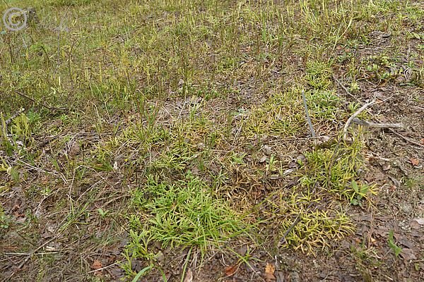 Bestand mit Keulenb&auml;rlapp (Lycopodium clavatum) und Zypressen-Flachb&auml;rlapp (Diphasiastrum tristachyum)