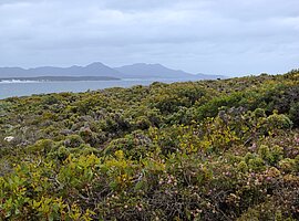 Blick vom Point Ann über blühende Küstenheidevegetation auf Küste