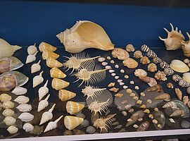 Sammlung von Schneckenschalen