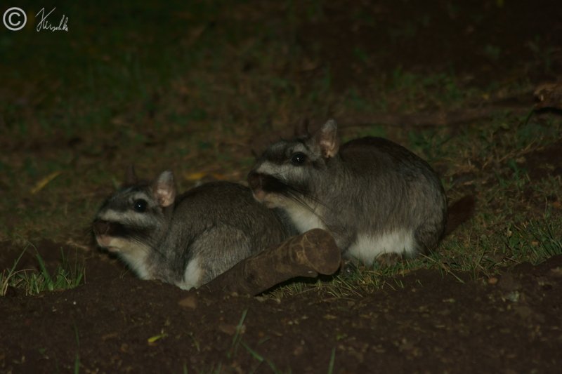 Zwei junge Viscacha (Lagostomus maximus) sitzen am Bau