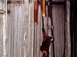 weibliche Mohrenmakis (Eulemur macaco macaco) auf einem Blechdach