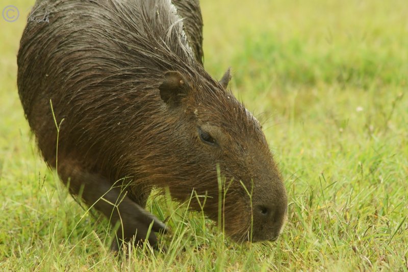 Wasserschwein (Hydrochoerus hydrochaeris) grast auf einer Wiese