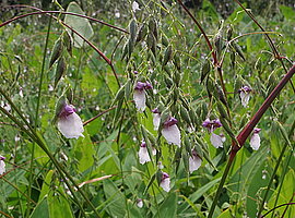 blühende Thalia geniculata