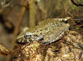 Frosch sitzt auf einem Baumstumpf, Küstenregenwald