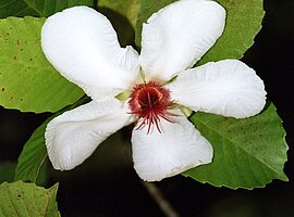 Passionsblumenblüte