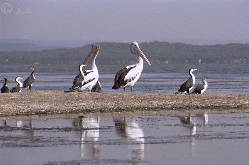 Australische Pelikane (Pelecanus conspicillatus) und Kormorane (Phalacrocorax varius) auf einer Sandbank in der Lagune