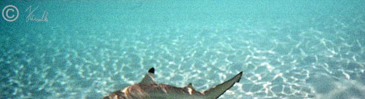 Unterwasserfoto: Schwarzspitzen-Riffhai (Carcharhinus melanopterus) schwimmt im Flachwasser