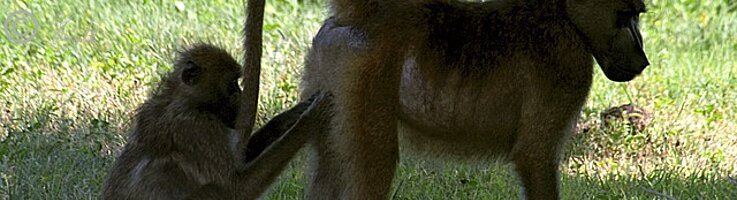 Bärenpavianmännchen (Papio cynocephalus ursinus) wird vom Weibchen gelaust