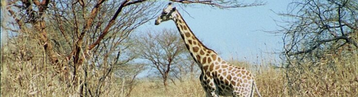 Giraffe (Giraffa camelopardalis peralta) überquert die Piste