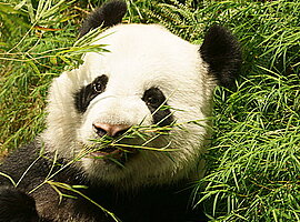 Großer Panda (Ailuropoda melanoleuca) frißt liegend Bambus