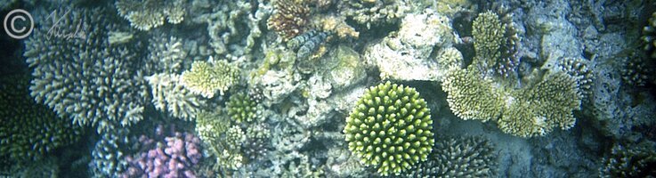 Unterwasserfoto: Korallenstöcke mit Grundeln