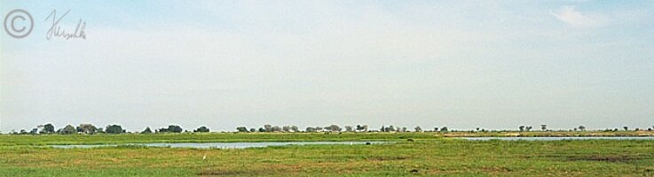 Marabus (Leptoptilos crumenirus) stehen am Rande des Sumpfgebietes