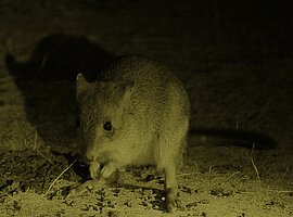 Woylie (Bettongia penicillata), Nachtaufnahme frontal