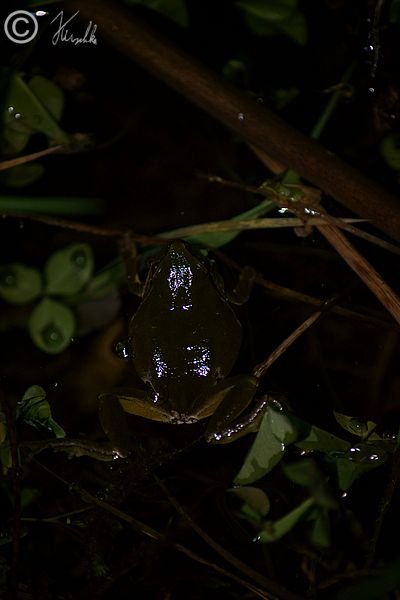rufender Laubfrosch (Hyla arborea)