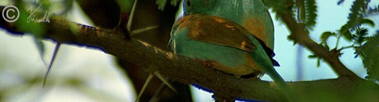 Pärchen Schmetterlingsfinken (Estrilda bengala) kuscheln auf einem Ast