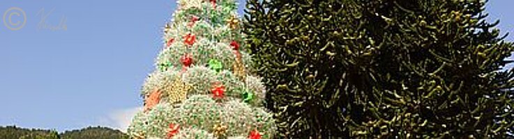 Weihnachtsbaum aus leeren PE-Flaschen neben einer Araukarie (Araucaria araucana)