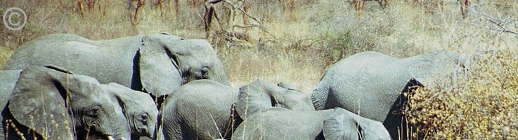 Steppenelefantenherde (Loxodonta africana) mit Jungtier auf dem Weg zur Tränke