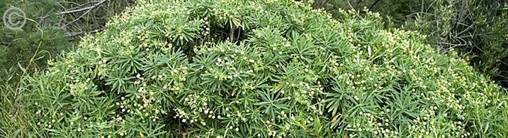 Euphorbia tuckeyana