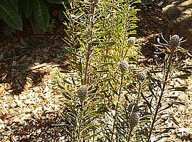blühende Proteaceen (?)