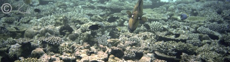 Unterwasserforto: Titandrückerfisch (Balistoides viridescens) schwimmt im Korallenriff
