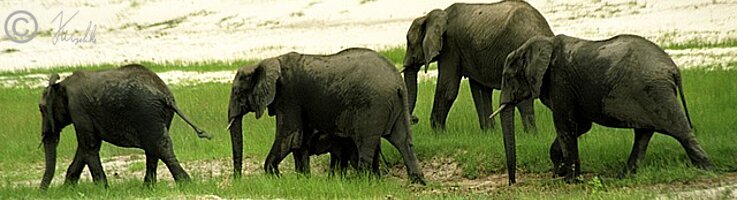 Elefantenherde (Loxodonta africana) auf dem Weg zum Wasserloch
