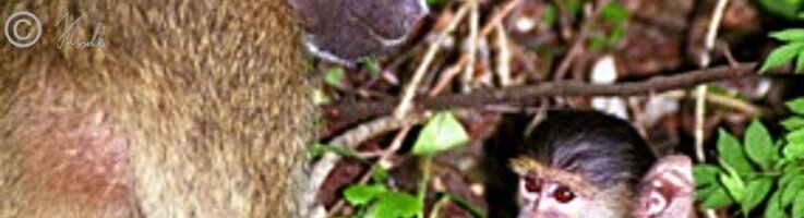 Bärenpavianweibchen (Papio cynocephalus ursinus) mit Jungtier