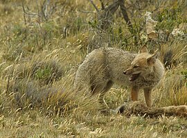 Südamerikanischer Graufuchs (Lycalopex griseus) neben Hasen als Beute