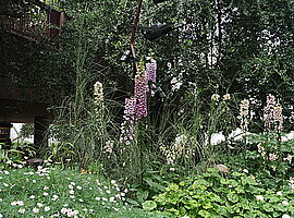 Europanalage mit blühendem Fingerhut (Digitalis spec.)