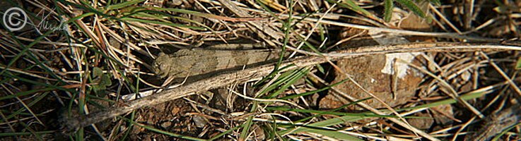 Blauflügelige Ödlandschrecke (Oedipoda caerulescens) sitzt im Gras