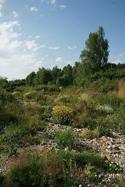Flußschotterfläche mit Ruderalvegetation unterhalb der Eisenbahnbrücke Glösa