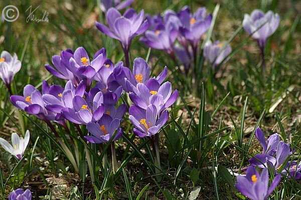 Violett blühende Frühlings-Krokusgruppe (Crocus vernus)