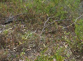 blühendes Unterholz im Black Cypress Pine Forest mit Grevillea sericea