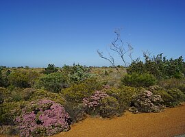 Buschland mit blühenden Federblumen(Verticordia aereiflora) und Grevillea mit Mond