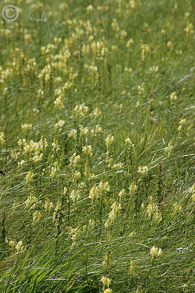 blühender Frauenflachs-Bestand (Linaria vulgaris) auf einem Sandmagerrasen