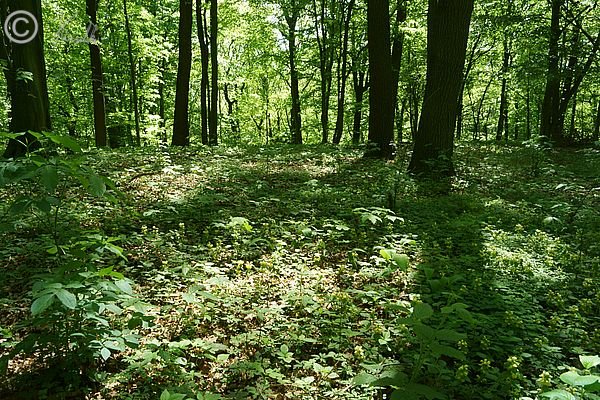 Eichen-Hainbuchen-Wald im Frühlingsaspekt mit blühender Goldnessel (Lamium galeobdolon)